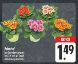 Aktuelles Primeln Angebot bei EDEKA in Nürnberg ab 1,49 €