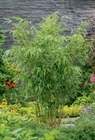 Gartenbambus 14-cm-Topf Angebote bei toom Baumarkt Buxtehude für 9,99 €
