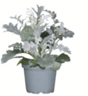 toom Baumarkt Stavenhagen - Silberblatt Angebot im Prospekt Silberblatt bei toom Baumarkt im Stavenhagen Prospekt für 0,79 €
