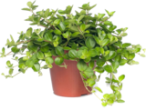 Peperomia Angebote bei Blumen Ostmann Delmenhorst für 5,99 €