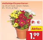 dreifarbige Chrysanthemen im aktuellen Prospekt bei Netto Marken-Discount in Vitzenburg