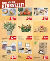 Aktueller famila Nordost Prospekt mit Gartendeko, "besser als gut!", Seite 24
