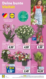 Aktueller Lidl Prospekt mit Blumentopf, "LIDL LOHNT SICH", Seite 4