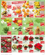 Aktueller Kaufland Prospekt mit Blumen, "Aktuelle Angebote", Seite 15