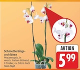 Aktuelle Orchidee Angebote bei E center in Berlin Aktuelles Schmetterlingsorchideen Angebot bei E center in Berlin ab 5,99 €