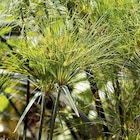 Promo Cyperus papyrus à 16,99 € dans le catalogue Botanic à La Ravoire