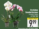 Orchidee im EDEKA Prospekt Orchidee im aktuellen EDEKA Prospekt für 9,99 €