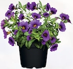 Zauberglöckchen Calibrachoa Hybride im Angebot bei bauSpezi in Ludwigsburg Zauberglöckchen Calibrachoa Hybride Angebote bei bauSpezi Ludwigsburg für 2,49 €