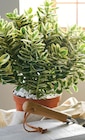 Véronique panaché pot 12 cm à Intermarché Super dans Les Mesnuls Véronique panaché pot 12 cm à Intermarché Super dans Les Mesnuls