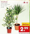 Netto Marken-Discount Mengen - Grünpflanzen Angebot im Prospekt Grünpflanzen bei Netto Marken-Discount im Mengen Prospekt für 2,99 €