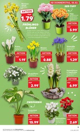 Aktueller Kaufland Prospekt mit Blumenzwiebeln, "Aktuelle Angebote", Seite 13