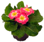 Vierländer Primel im Marktkauf Prospekt Vierländer Primel im aktuellen Marktkauf Prospekt für 0,99 €