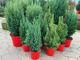 Konifere in rotem Dekotopf für 6,49 € bei Pflanzen Kölle im Angebot Konifere in rotem Dekotopf im aktuellen Pflanzen Kölle Prospekt
