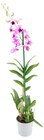 Aktuelles Orchideen Angebot bei REWE in Hamburg ab 7,77 €