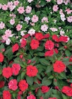 Promo Sunpatiens à 7,95 € dans le catalogue LaMaison.fr à Livarot