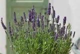 Lavendel (Lavandula angustifolia) Angebote bei OBI Singen für 4,49 €