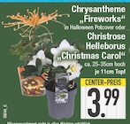 Chrysantheme 'Fireworks' oder Christrose Helleborus "Christmas Carol" von  im aktuellen EDEKA Prospekt für 3,99 €