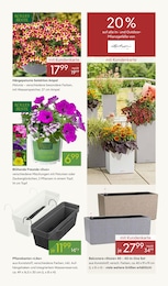 Pflanzen Kölle Blumentopf im Prospekt 