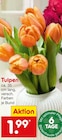 Tulpen Angebote bei Netto Marken-Discount Seevetal für 1,99 €