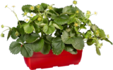 Fraisier en jardinière en promo chez Lidl Antony à 5,99 €