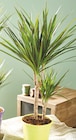 Dracaena 2 troncs - Intermarché Super à Hyères Dracaena 2 troncs en promo chez Intermarché Super Hyères à 9,99 €