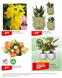 Offre Bulbes à fleurs dans le catalogue Carrefour du moment à la page 4