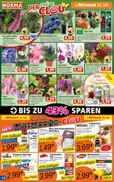 Orchidee im Norma Prospekt "Mehr fürs Geld" auf Seite 12