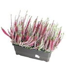 Jardinière de bruyère - Carrefour Jardinière de bruyère à 9,99 € dans le catalogue Carrefour