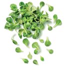 Lidl Nemours - Promo Mâche Promo Mâche à 0,99 € dans le catalogue Lidl à Nemours