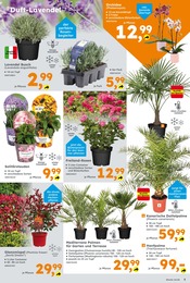 Zimmerpflanzen Angebot im aktuellen Globus-Baumarkt Prospekt auf Seite 5