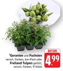Geranien und Fuchsien Angebote bei E center Konstanz für 4,99 €