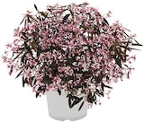 Euphorbia rosa "Zauberschnee" im Angebot bei REWE in Hattingen Euphorbia rosa "Zauberschnee" Angebote bei REWE Hattingen für 2,99 €