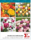 Promo Tulipe à 3,69 € dans le catalogue Super U à Lostanges