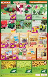 Promos Pomme De Terre dans le catalogue "Votre Discounter Régional" de Norma Pomme De Terre en promo dans le catalogue Norma à la page 4