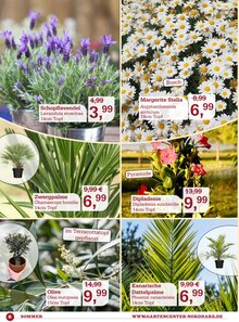 Lavendel im Garten-Center Nordharz GmbH & Co. KG Prospekt "Lass es blühen!" mit 12 Seiten (Hannover)