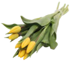 7er Tulpen Angebote bei EDEKA Straubing für 2,79 €