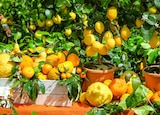 Aktuelles Zitrone Angebot bei Garten-Center Nordharz GmbH & Co. KG in Salzgitter ab 34,99 €