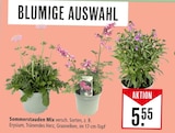 Sommerstauden Mix Angebote bei Marktkauf Aschaffenburg für 5,55 €