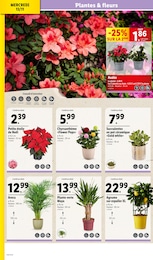 Offre Plante Verte dans le catalogue Lidl du moment à la page 30