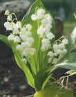 Muguet Nantais - U en promo chez Super U Perpignan à 5,99 €