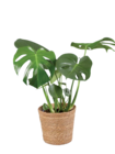 Monstera ou Fatsia dans le catalogue Lidl
