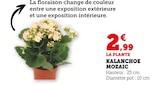 U Express Gavray - Promo Kalanchoe Mozaic Promo Kalanchoe Mozaic à 2,99 € dans le catalogue U Express à Gavray