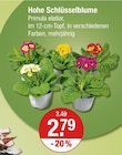 Hohe Schlüsselblume von  im aktuellen V-Markt Prospekt für 2,79 €