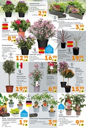 Blumenampel Angebot im aktuellen Globus-Baumarkt Prospekt auf Seite 2