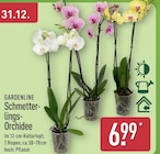 Schmetterlings-Orchidee von Gardenline im aktuellen ALDI Nord Prospekt