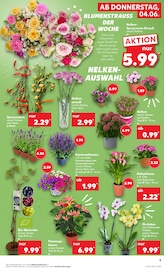 Balkonpflanzen im Kaufland Prospekt in Seevetal Aktueller Kaufland Prospekt mit Balkonpflanzen, "Hier bin ich richtig", Seite 12