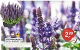 STEPPENSALBEI im Angebot bei ROSENGUT Langerwisch in Potsdam STEPPENSALBEI Angebote bei ROSENGUT Langerwisch Potsdam für 2,99 €