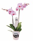 Phalaenopsis im Angebot bei Lidl in Hannover Phalaenopsis Angebote von Super Mama! bei Lidl Hannover für 9,99 €