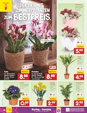 Blumen im Netto Marken-Discount Prospekt in Halle Aktueller Netto Marken-Discount Prospekt mit Blumen, "Aktuelle Angebote", Seite 24