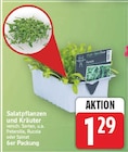 Salatpflanzen und Kräuter im aktuellen E center Prospekt